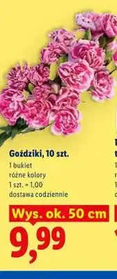 Lidl Goździki 10-pak oferta
