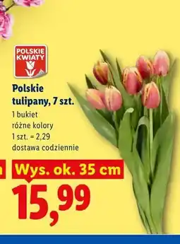 Lidl Polskie tulipany 7-pak oferta