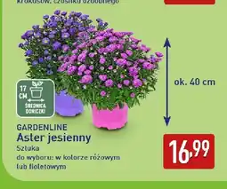 ALDI Aster jesienny różowy Gardenline oferta