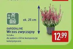 ALDI Wrzos zwyczajny Gardenline oferta