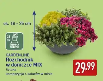 Rozchodnik w doniczce Mix Gardenline kompozycja 4 kolorów w misie
