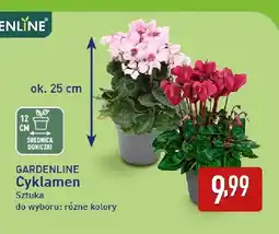 ALDI Cyklamen Gardenline oferta