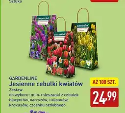 ALDI Jesienne cebulki kwiatów Gardenline zestaw oferta