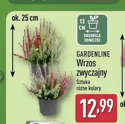 ALDI Wrzos zwyczajny Gardenline oferta