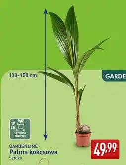 ALDI Palma kokosowa Gardenline 130-150 cm oferta