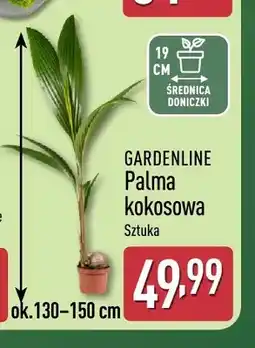 ALDI Palma kokosowa Gardenline oferta