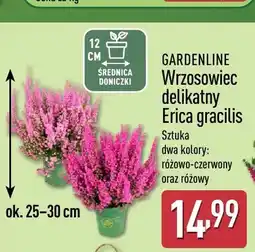 ALDI Wrzosowiec delikatny Erica gracilis Gardenline oferta