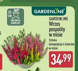 ALDI Wrzos pospolity w misie Gardenline oferta