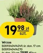 Castorama Wrzos oferta