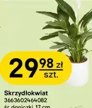 Castorama Skrzydłokwiat oferta