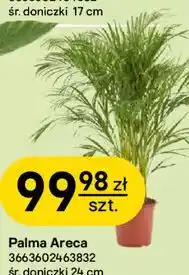 Castorama Palma Areca oferta
