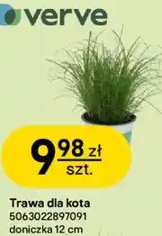 Castorama Trawa dla kota oferta