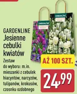 ALDI GARDENLINE Jesienne cebulki kwiatów oferta