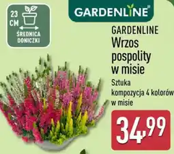 ALDI GARDENLINE Wrzos pospolity w misie oferta