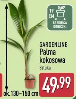 ALDI GARDENLINE Palma kokosowa Sztuka oferta