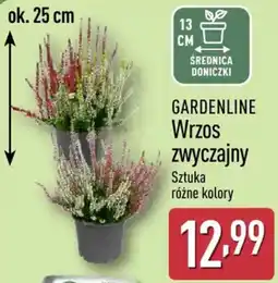 ALDI GARDENLINE Wrzos zwyczajny oferta