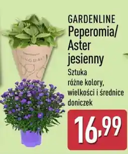 ALDI GARDENLINE Peperomia/Aster jesienny oferta
