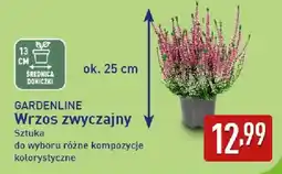 ALDI GARDENLINE Wrzos zwyczajny oferta