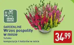 ALDI GARDENLINE Wrzos pospolity w misie oferta
