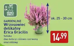 ALDI GARDENLINE Wrzosowiec delikatny Erica Gracilis oferta