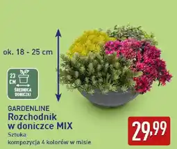 ALDI GARDENLINE Rozchodnik w doniczce MIX oferta