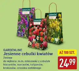 ALDI GARDENLINE Jesienne cebulki kwiatów oferta