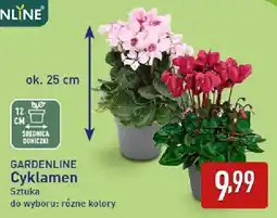 ALDI GARDENLINE Cyklamen oferta