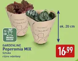 ALDI GARDENLINE Peperomia MIX oferta
