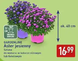 ALDI GARDENLINE Aster jesienny oferta