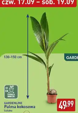 ALDI GARDENLINE Palma kokosowa oferta