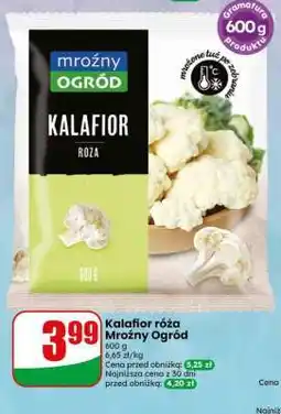 Dino Kalafior róża Mroźny Ogród oferta
