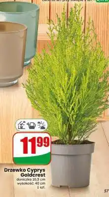 Dino Drzewko cyprys goldcrest oferta