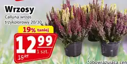 Prim Market Wrzosy Calluna wrzos trzykolorowy 20/30 oferta