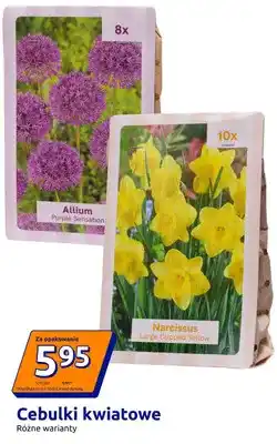 Action Cebulki kwiatowe Narcissus Large Cupped Yellow oferta