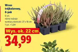Lidl Wrzos oferta