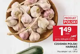 Stokrotka Czosnek Polski Harnaś oferta