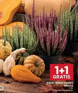 Stokrotka Kwiat Doniczkowy Wrzos oferta