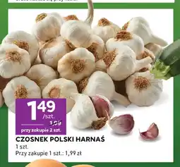 Stokrotka Czosnek polski Harnaś oferta