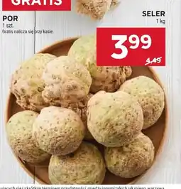 Stokrotka Seler oferta