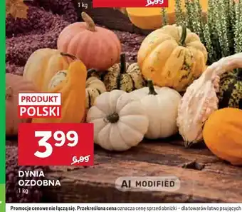Stokrotka Dynia ozdobna oferta