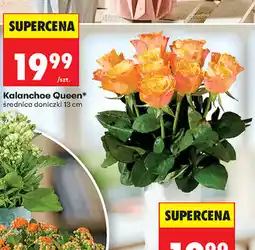 Biedronka Kalanchoe Queen oferta