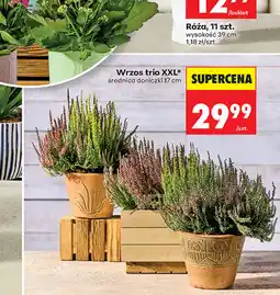 Biedronka Wrzos trio XXL oferta