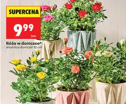 Biedronka Róża w doniczce oferta