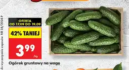 Biedronka Ogórki gruntowe oferta