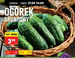 Biedronka Ogórki gruntowe oferta