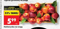 Biedronka Nektarynki oferta