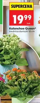 Biedronka Kalanchoe Queen oferta