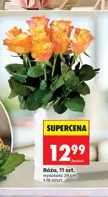 Biedronka Róża 11-pak oferta
