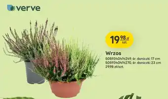 Wrzos śr. doniczki 17 cm Verve