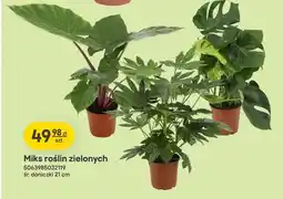 Castorama Miks roślin zielonych śr. doniczki 21 cm Verve oferta